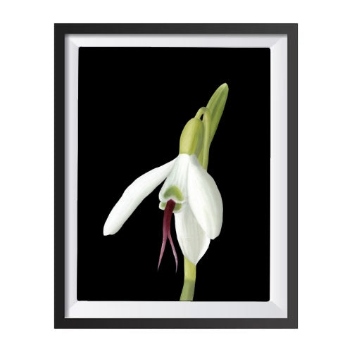January Birth Flower Print