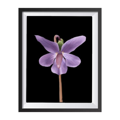 February Birth Flower Print