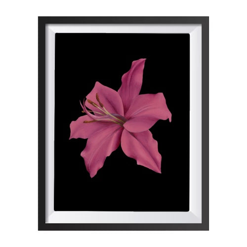 Lovely Lily