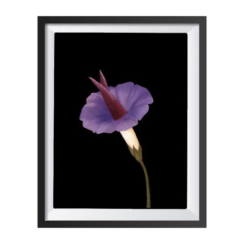 September Birth Flower Print